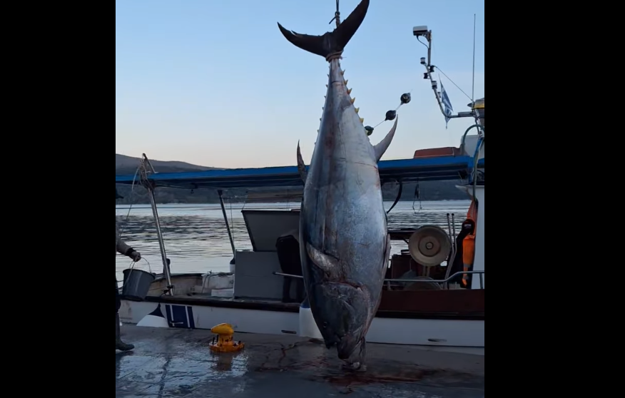 Τόνο 485 κιλών ψάρεψαν στον Αστακό – Δείτε βίντεο και φωτογραφίες