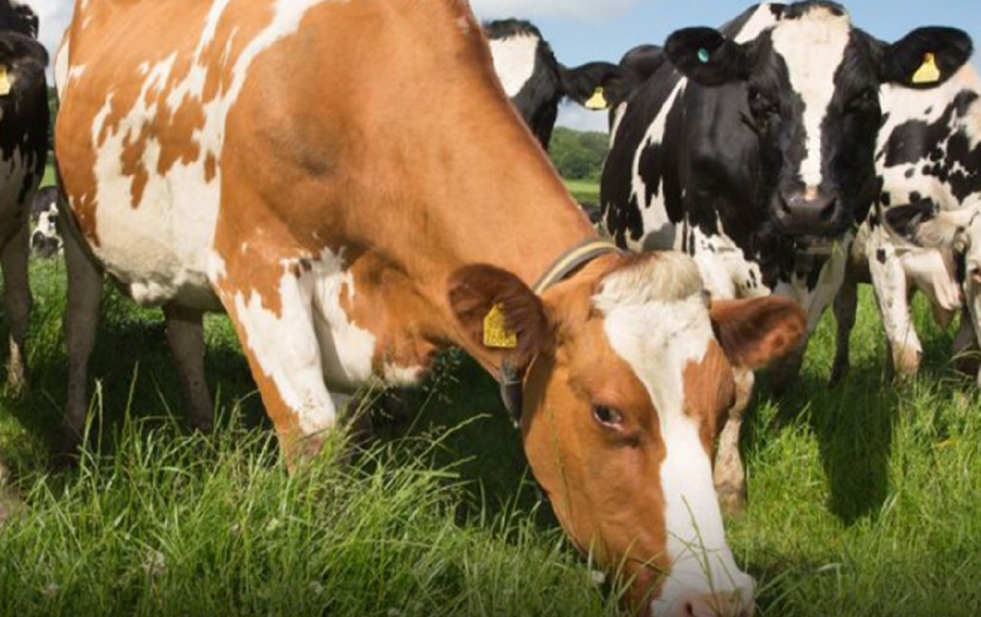 Παγκόσμια ανησυχία: Επιβεβαιώθηκε κρούσμα της νόσου των τρελών αγελάδων στη Σκωτία