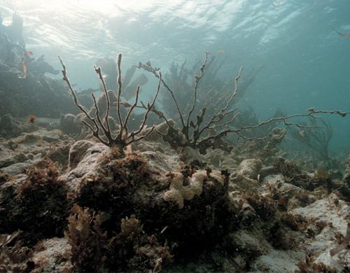 Μέσα στα κοράλλια τα σημάδια της ατμοσφαιρικής ρύπανσης