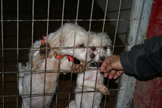 Σώθηκαν 33 σκυλιά από παράνομο εκτροφείο