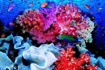 Φυτοφάρμακα «σκοτώνουν» τον Μεγάλο Κοραλλιογενή Ύφαλο