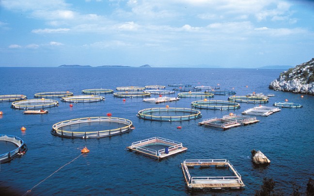 Πόσα ψάρια ιχθυοκαλλιέργειας έχει η Ελλάδα και η Μεσόγειος;