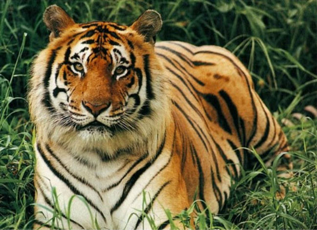 Ένοπλοι κομάντος θα φρουρούν τις τίγρεις στην Ινδία