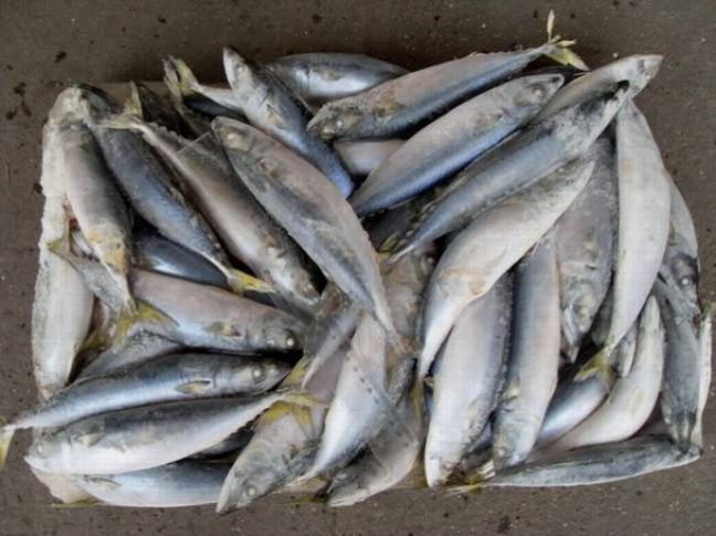 Κατασχέθηκαν 100 κιλά ψαριών στη Νέα Μηχανιώνα