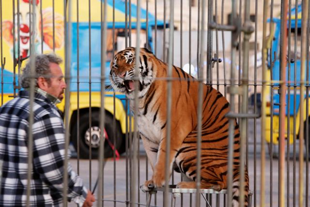 Η WWF και οι ζωολογικοί κήποι της Γερμανίας θέλουν να απαγορεύσουν το εμπόριο τίγρεων