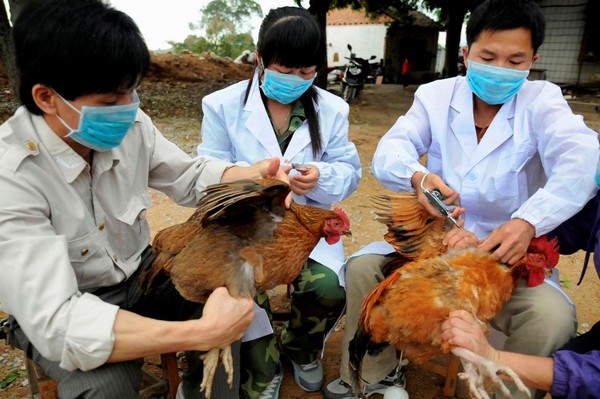 Αδύνατη η πρόβλεψη του ξεσπάσματος της γρίπης των πτηνών