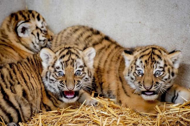 Τρία νέα τιγράκια απέκτησε ο ζωολογικός κήπος Amersfoort στην Ολλανδία