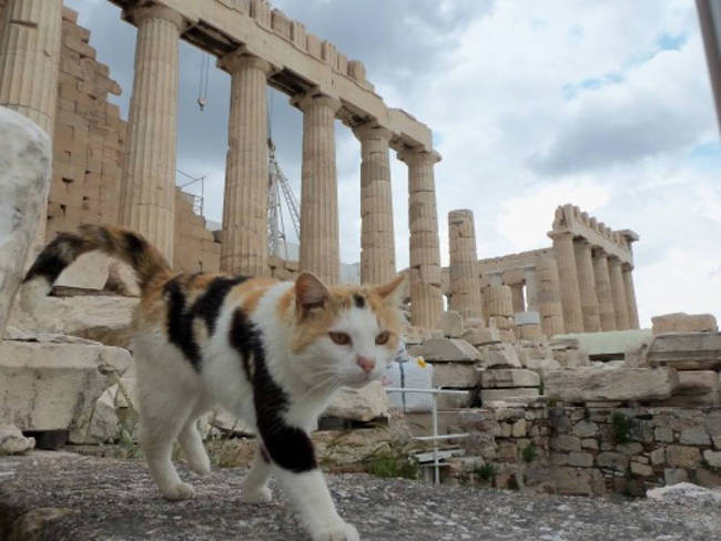 Γάτες ως τουριστικές ατραξιόν