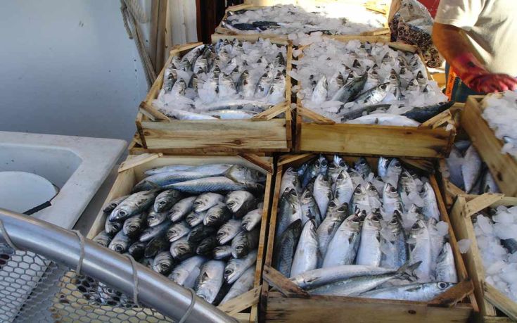 Κατασχέθηκαν 80 κιλά ψάρια στην ιχθυόσκαλα Νέας Μηχανιώνας
