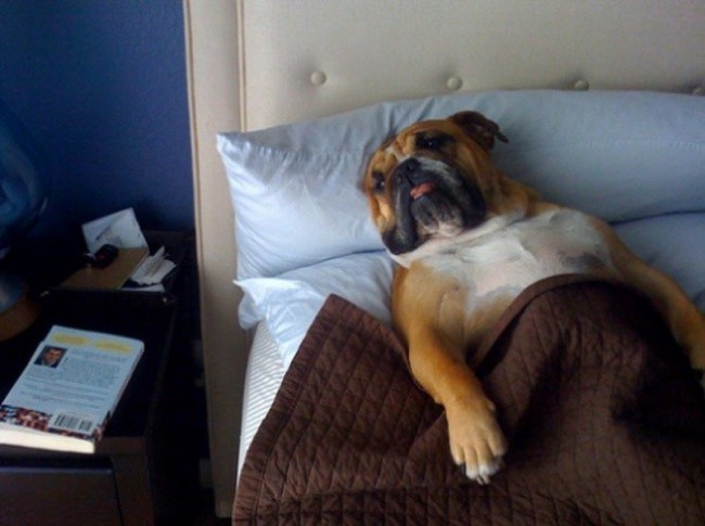 Όταν ο σκύλος κάνει κατάληψη στο κρεβάτι του αφεντικού