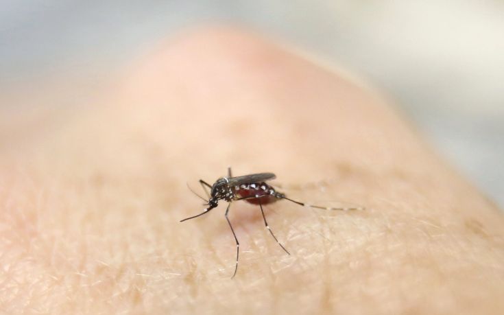 Ο Ζίκα και οι φόβοι για το «όπλο» με τα μεταλλαγμένα κουνούπια