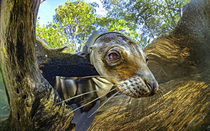 Galapagos6