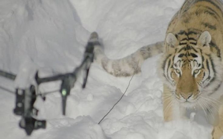 Τίγρεις σε σφαγείο κυνηγούν drone και το καταρρίπτουν