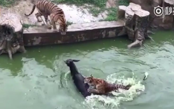 Άντρες κλέβουν γάιδαρο από ζωολογικό κήπο και τον πετούν στις τίγρεις