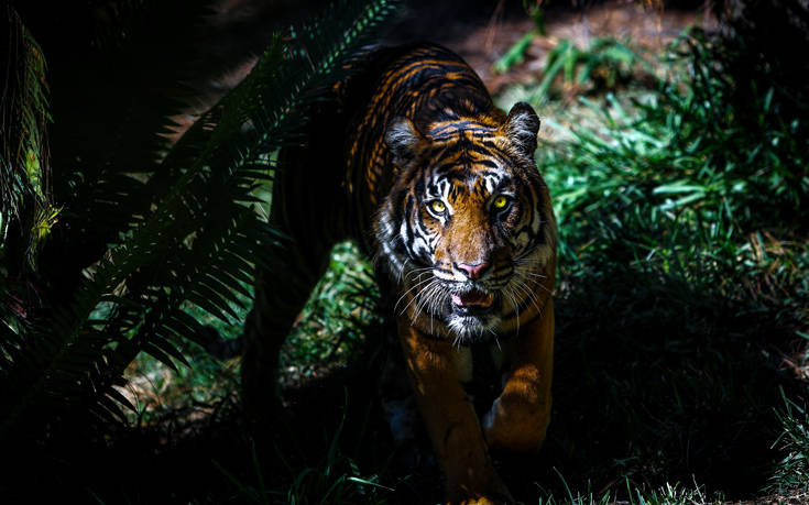 Τρομακτικό ατύχημα σε τσίρκο στη Γουατεμάλα, τίγρεις έκοψαν τα χέρια του φροντιστή τους