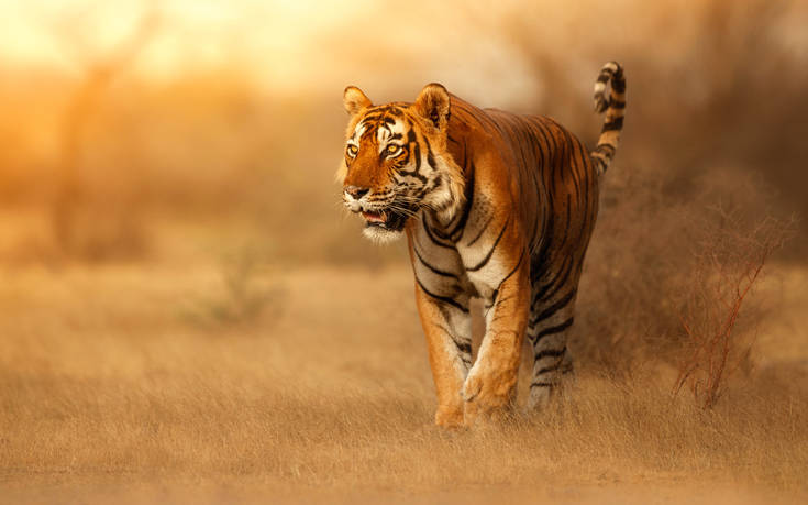 Οργή για το φόνο δύο τίγρεων στην Ινδία