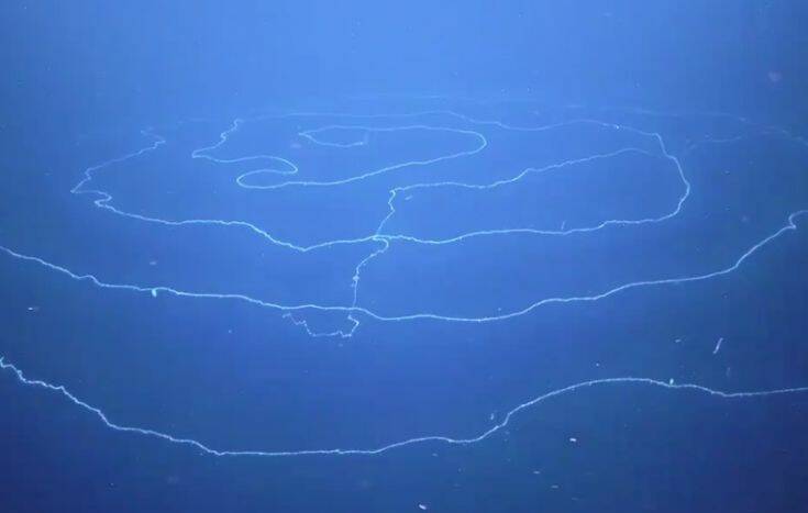 Στα βάθη της θάλασσας ανακαλύφθηκε το μακρύτερο πλάσμα στη Γη – Έχει μήκος άνω των 120 μέτρων