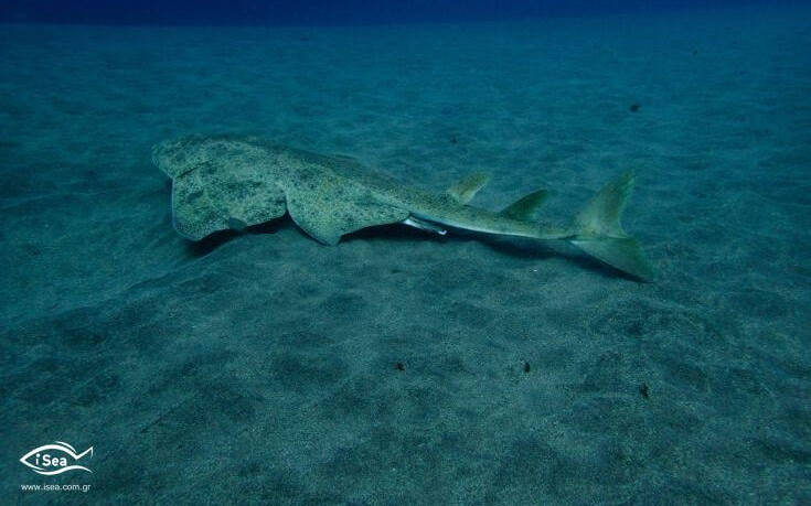 Ποιο είδος καρχαρία κινδυνεύει να αφανιστεί στο Αιγαίο