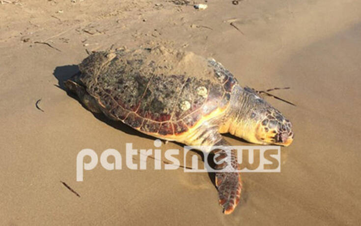 Χτυπημένη και νεκρή ξεβράστηκε σε παραλία της Ηλείας χελώνα καρέτα &#8211; καρέτα