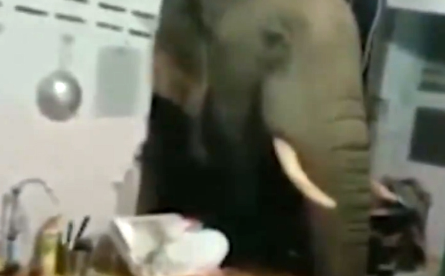 Ελέφαντας γκρεμίζει τοίχο σπιτιού και ψάχνει τα ντουλάπια για φαγητό