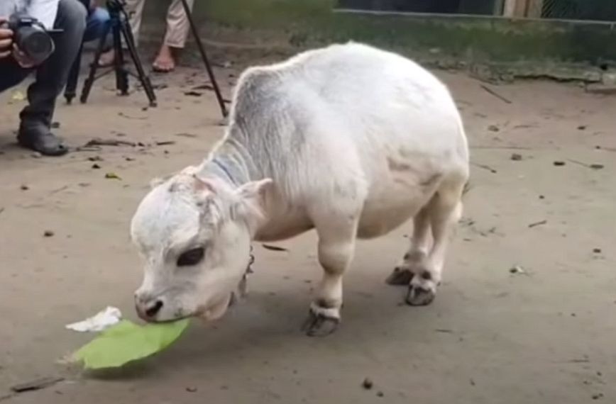 Μπανγκλαντές: Η αγελάδα μινιατούρα που θα μπει στο βιβλίο Γκίνες