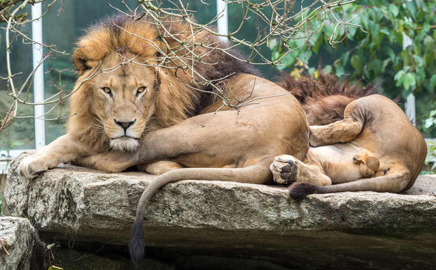 Θετικά στον κορονοϊό τέσσερα λιοντάρια και στη Σιγκαπούρη &#8211; Έχουν βήχα και φτέρνισμα