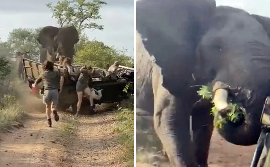 Ένας εξαγριωμένος ελέφαντας έξι τόνων επιτέθηκε σε τζιπ με τουρίστες &#8211; Δείτε το τρομακτικό βίντεο
