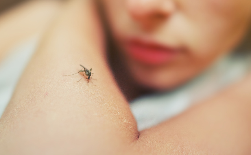 «Ξου ξου»: Έλληνας έφτιαξε εφαρμογή για κινητά που διώχνει κουνούπια και κατσαρίδες