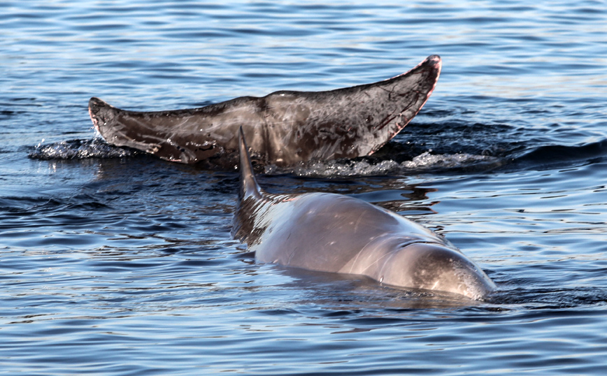 Θλίψη για τη νεκρή φάλαινα: Ο Σωτήρης δεν τα κατάφερε τελικά – Η ανακοίνωση του Λιμενικού