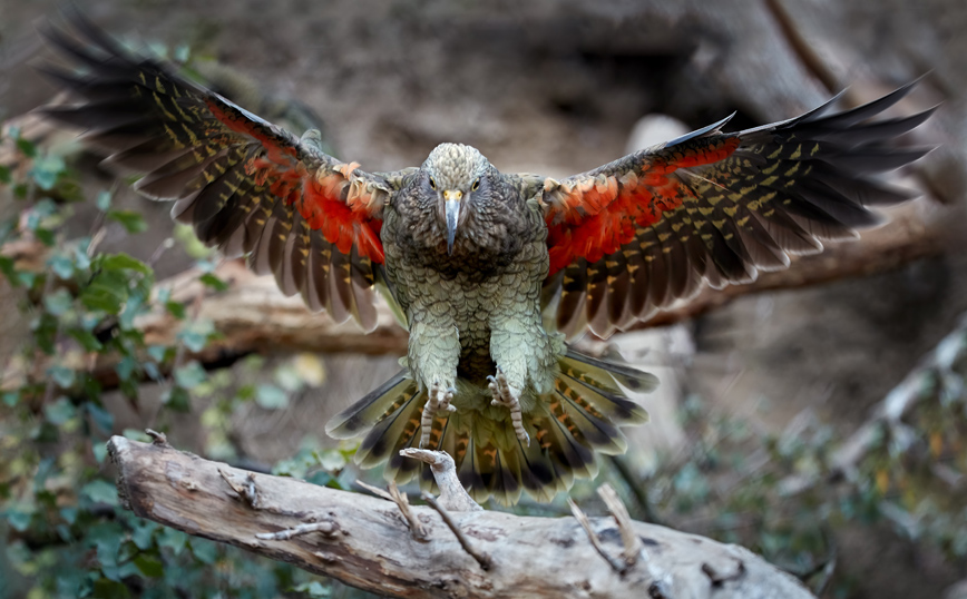 «Ιπτάμενη απειλή» στην Ευρώπη &#8211; O «πυρετός των παπαγάλων» έχει σκοτώσει πέντε ανθρώπους