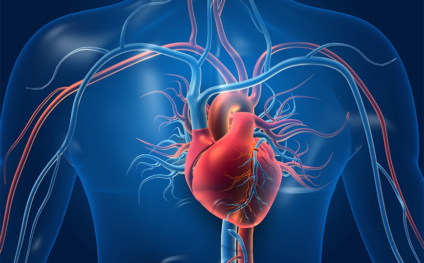 Σύνδεση μεταξύ της υγείας της καρδιάς και του εγκεφάλου εντοπίζει έρευνα