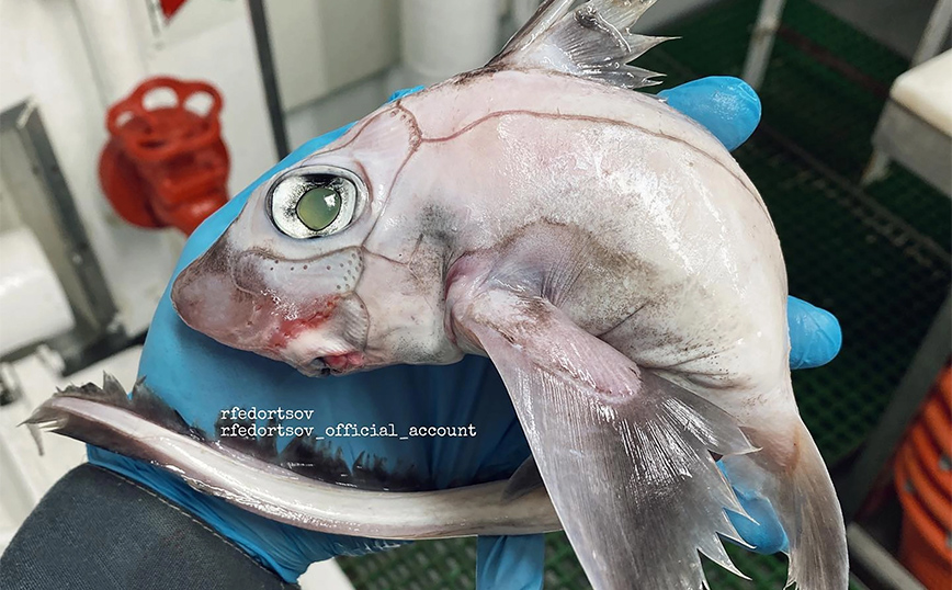 Το «ψάρι Φρανκενστάιν» και το πλάσμα με το πράσινο μάτι &#8211; Ο λογαριασμός στο Instagram που μοιάζει με βιβλίο του Λάβκραφτ