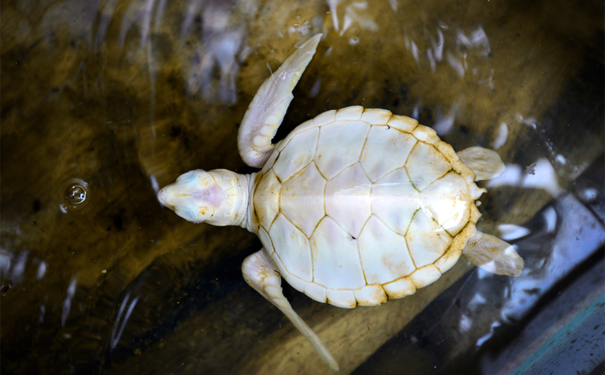 Αλμπίνο χελωνάκι γεννήθηκε για πρώτη φορά στα χρονικά σε ζωολογικό κήπο