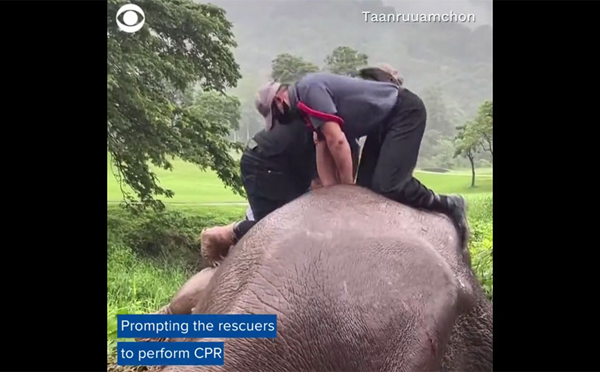 Συγκλονιστικό βίντεο: Κάνουν ΚΑΡΠΑ σε ελέφαντα &#8211; Πηδούσαν πάνω του για να τον επαναφέρουν
