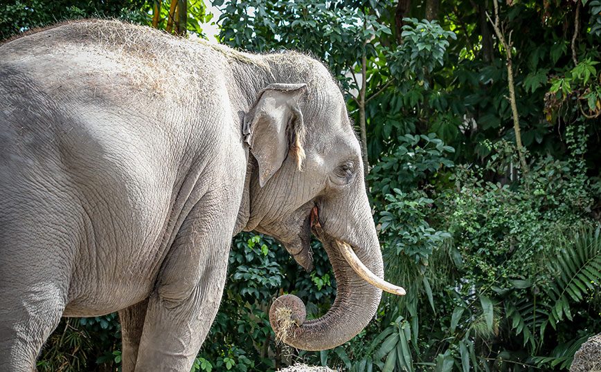 Ελέφαντας σκότωσε αγόρι σε ζωολογικό κήπο του Μπαγκλαντές – Το άρπαξε με την προβοσκίδα και το πέταξε
