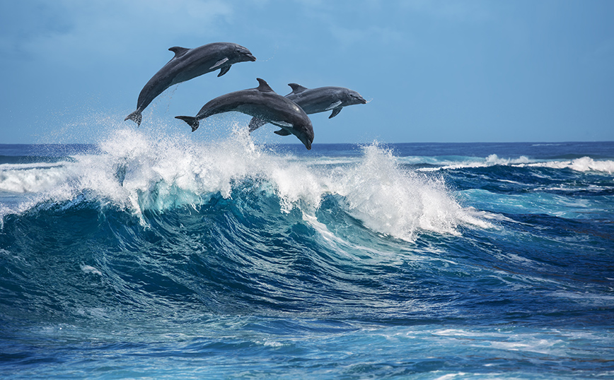 Νέα έρευνα για τα δελφίνια: Σχηματίζουν μετά τους ανθρώπους τα μεγαλύτερα συμμαχικά δίκτυα