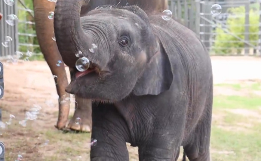 Τρισχαριτωμένο βίντεο: Μωρό ελεφαντάκι παίζει πρώτη φορά με φυσαλίδες και ενθουσιάζεται