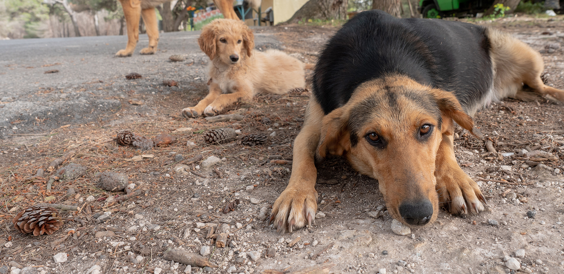 Η Ελλάδα έχει γεμίσει με αδέσποτα σκυλιά: 70.000 ζουν εγκαταλελειμμένα στα βουνά και 3 εκατ. σε όλη τη χώρα