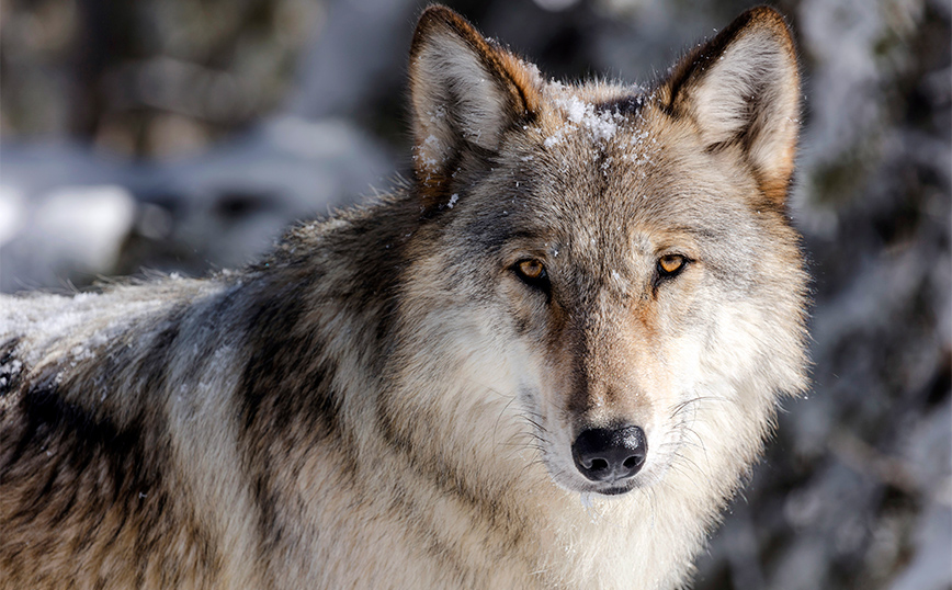 Στα «σκαριά» ευρωπαϊκό πρόγραμμα για τον λύκο στην Πάρνηθα και την αλληλεπίδρασή του με ανθρώπινες δραστηριότητες