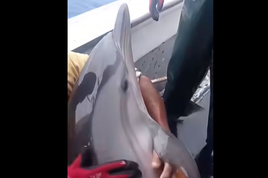 Κάλυμνος: Ψαράδες απελευθερώνουν δελφίνι που πιάστηκε στα δίχτυα τους
