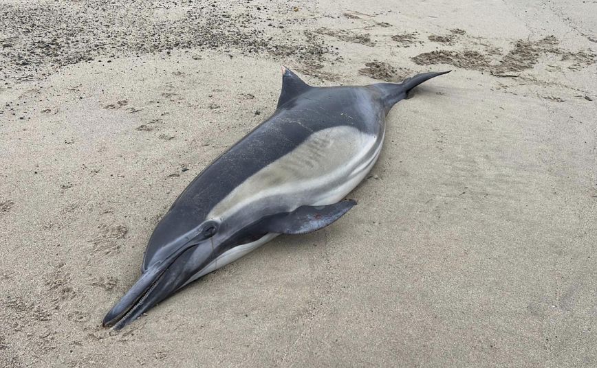 Τοξικά φύκια σκοτώνουν δελφίνια και θαλάσσιους ελέφαντες &#8211; Ανησυχία στους επιστήμονες