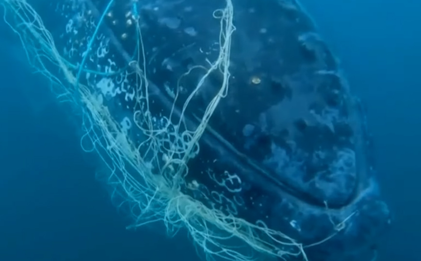 Εντυπωσιακές εικόνες από τη διάσωση φάλαινας μήκους 10 μέτρων που είχε μπλεχτεί σε δίχτυα