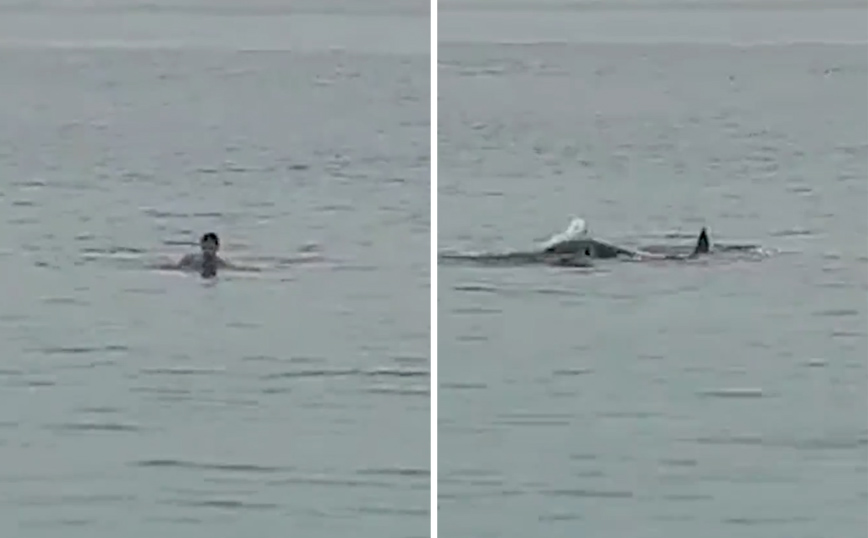 Η στιγμή που «καρχαρίας &#8211; τίγρης» κατασπαράζει νεαρό Ρώσο στην Ερυθρά θάλασσα