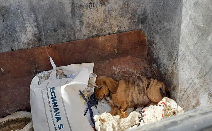 Κτηνωδία στη Ζαχάρω: Πέταξαν ζωντανό κουτάβι μέσα σε κάδο σκουπιδιών