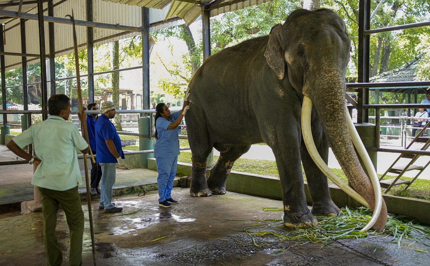 Ελέφαντας επέστρεψε με πτήση 540.000 δολαρίων στην Ταϊλάνδη από τη Σρι Λάνκα &#8211; Παραλίγο να «προκαλέσει επεισόδιο»