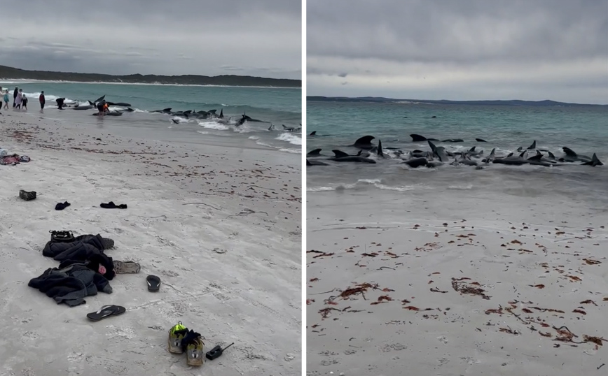 Θλιβερές εικόνες με δεκάδες νεκρά μαυροδέλφινα σε παραλία της Αυστραλίας – Αισιοδοξία για άλλα 45