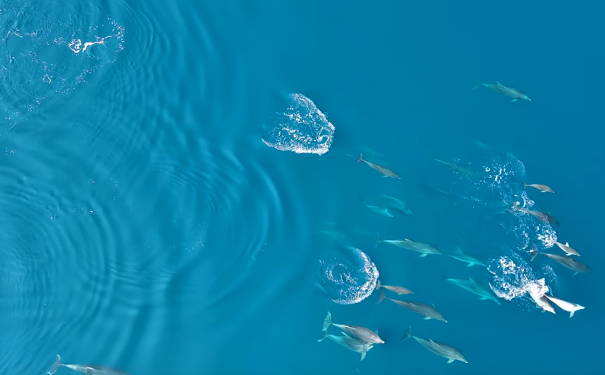 Πανέμορφες καλοκαιρινές εικόνες με το κοπάδι δελφινιών στον Θεολόγο Φθιώτιδας