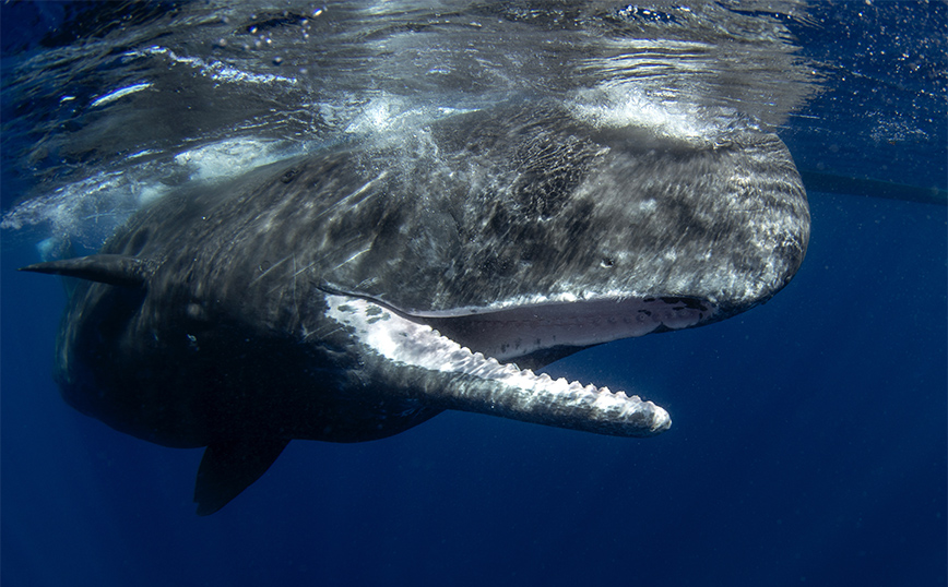 Κεχριμπάρι αξίας 500.000 ευρώ βρέθηκε στο έντερο νεκρής φάλαινας