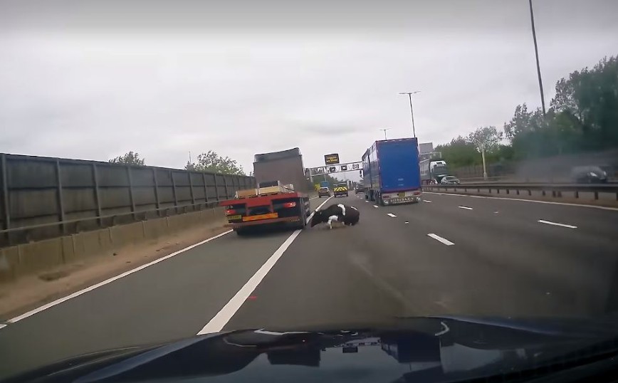Αγελάδα έπεσε από φορτηγό και προκάλεσε χάος σε αυτοκινητόδρομο ταχείας κυκλοφορίας στη Βρετανία
