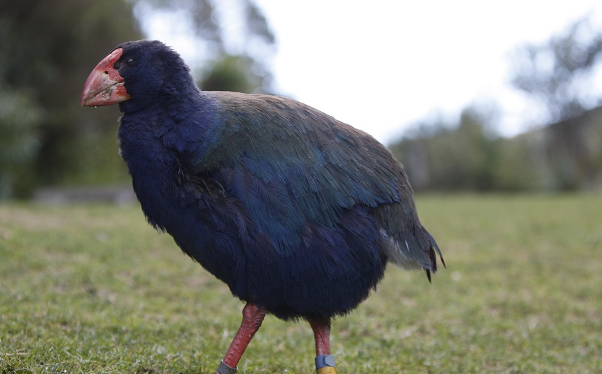 Επανακάμπτει ο πληθυσμός πτηνών που χαρακτηρίστηκαν εξαφανισμένα πριν από 100 χρόνια